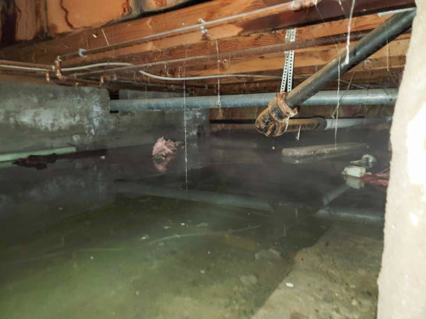 Best Water damage contractors near me  in Woxall, PA